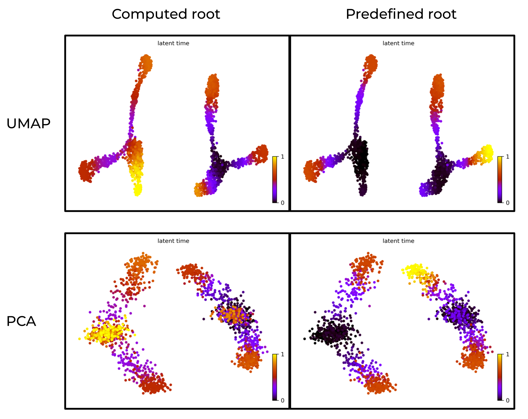 Prior knowledge of root cells improves accuracy of latent time