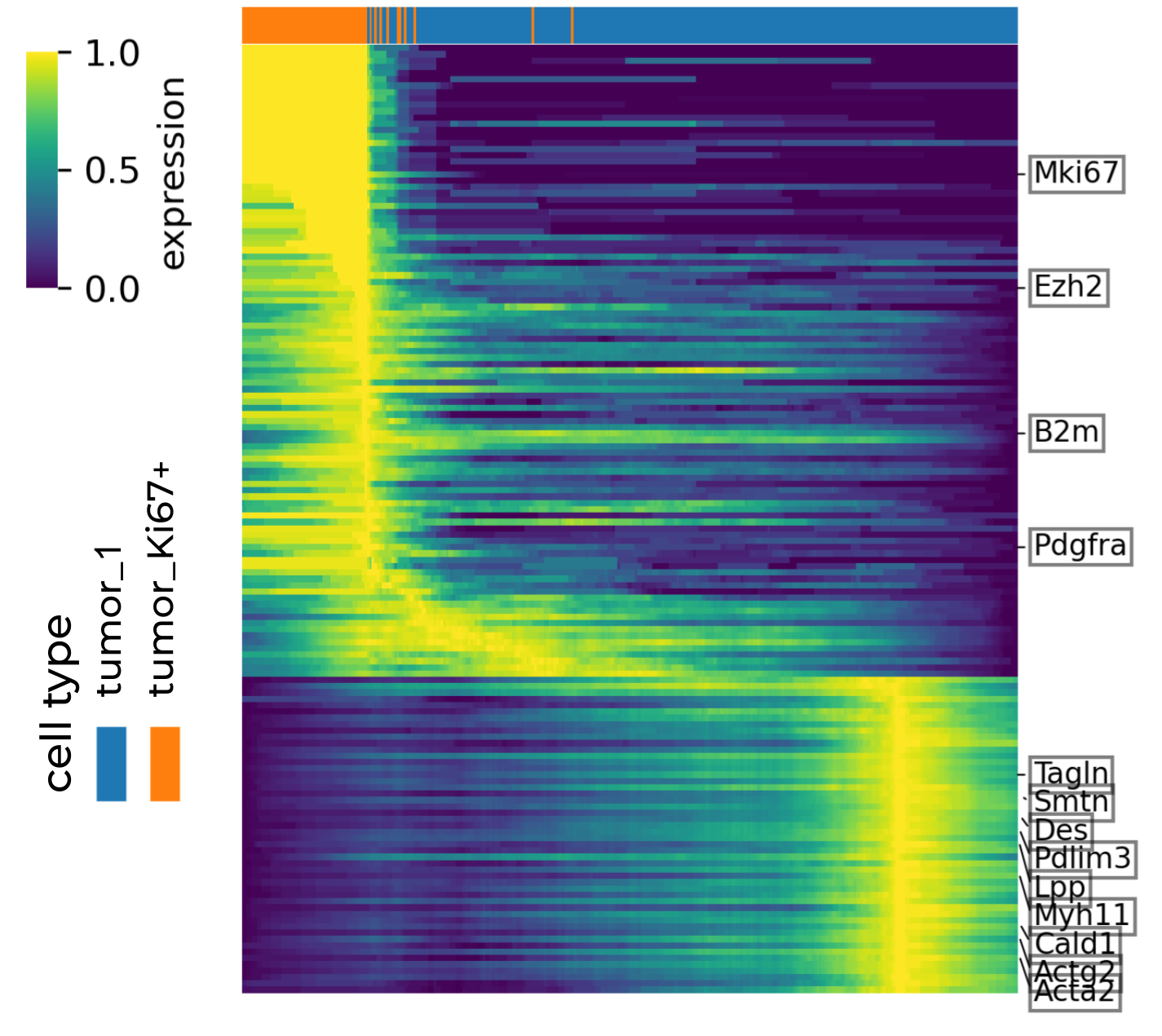 Heatmap of genes associated with latent time